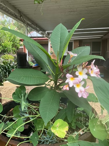 Customer photo review of Frangipani