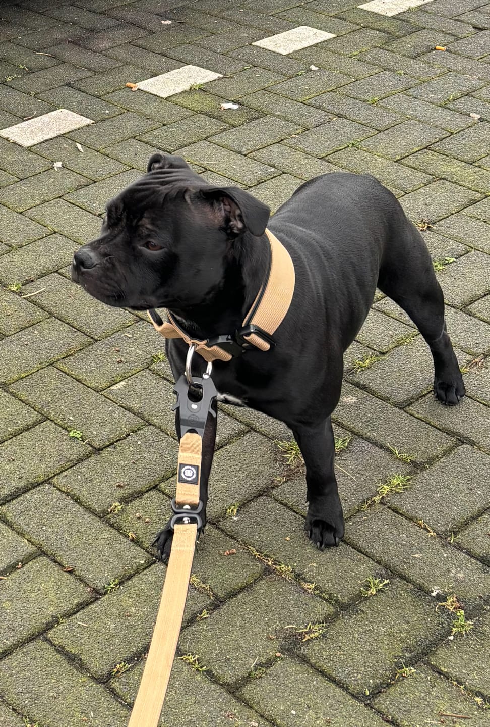 Customer photo review of 5cm Combat® Collar | Rated Clip - NO HANDLE - Military Tan v2.0