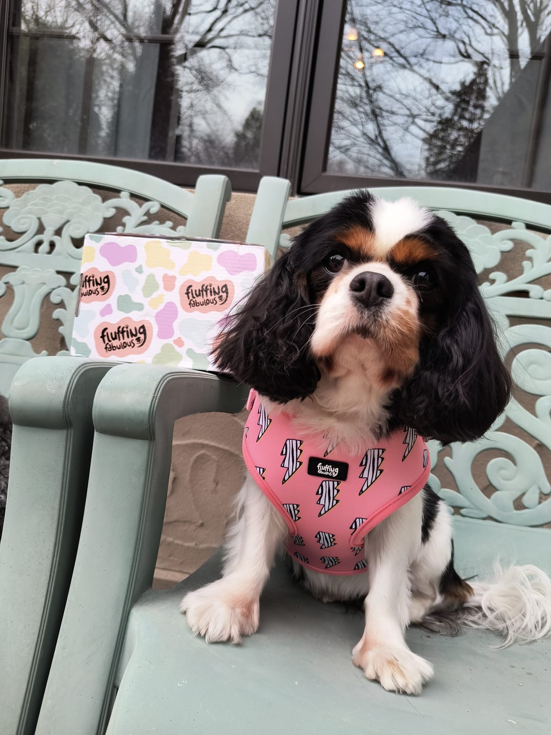 Customer photo review of Adjustable Dog Harness - Lightning Zoomies