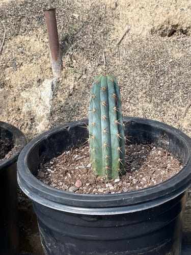 Customer photo review of Icaros DNA Peruvian Torch | Trichocereus Peruvianus Icaro