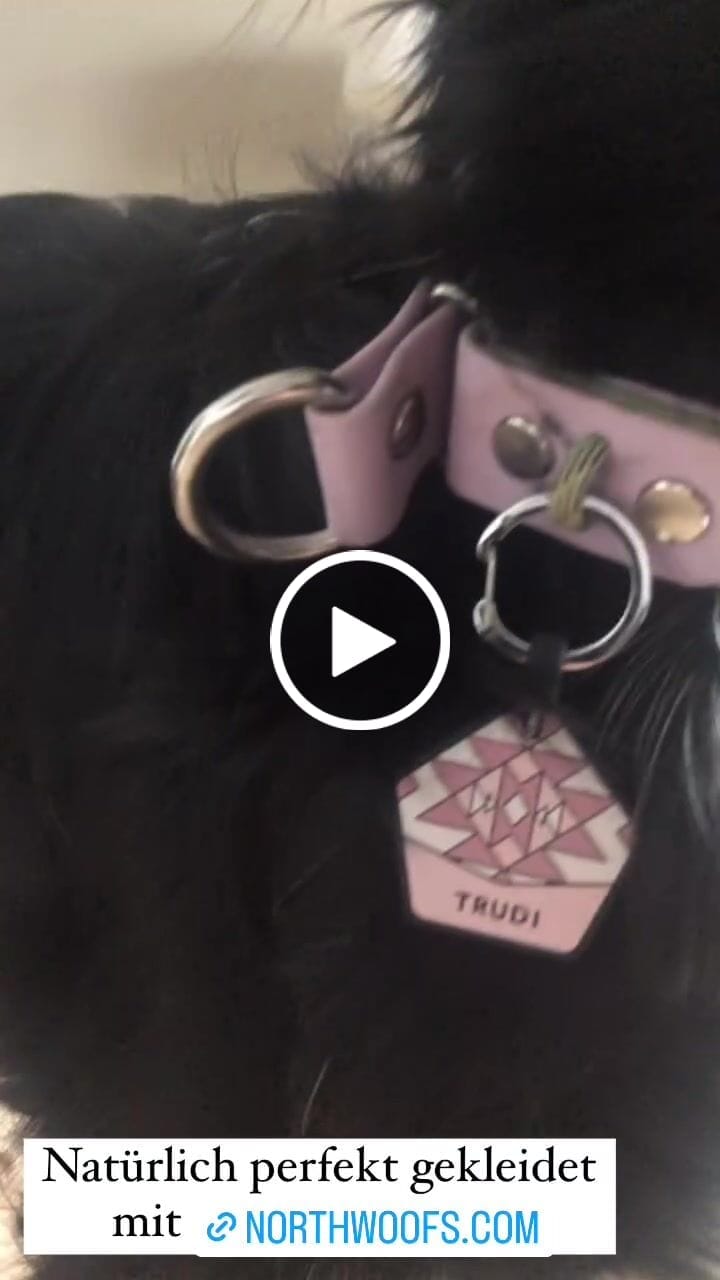 Customer video review of The Tide - Limited QuickSlip™ Collar