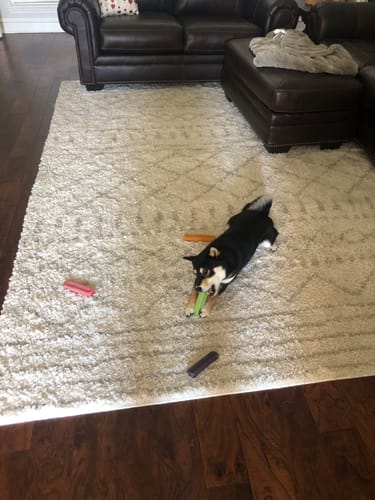 Customer photo review of MIX FLAVORED PACK LARGE CHEWS (ONE SIZE/PACK OF 4)