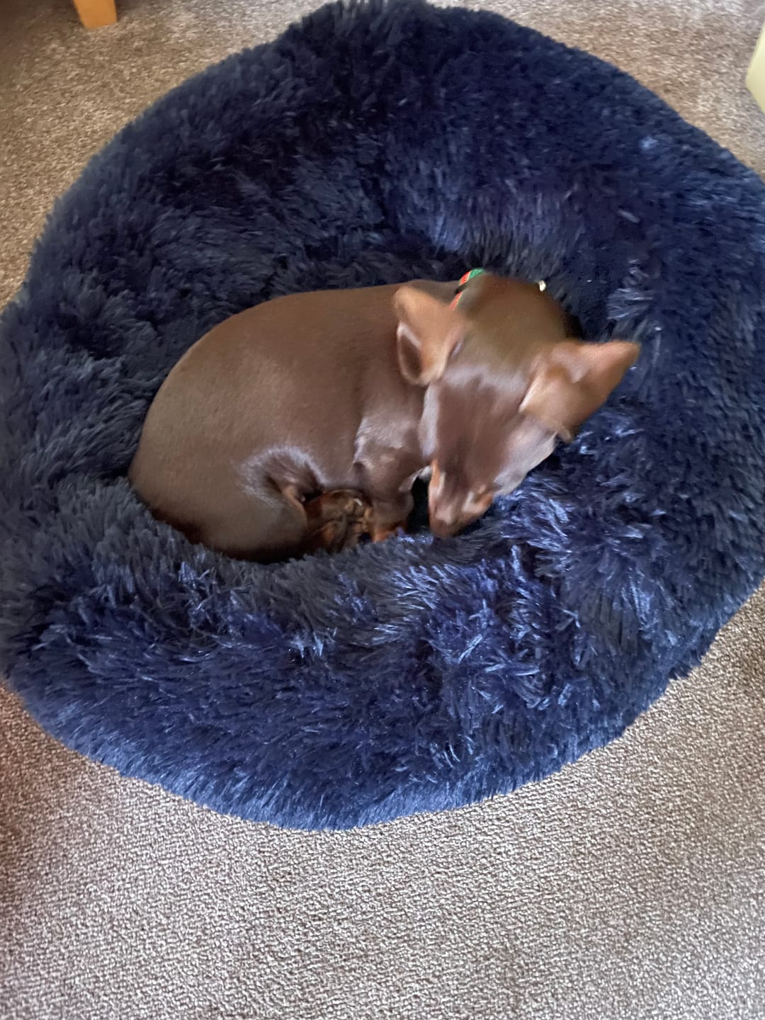 Customer photo review of Spare Calming Dog Bed Cover