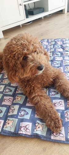Customer photo review of Dog Blanket - Winnie + Friends