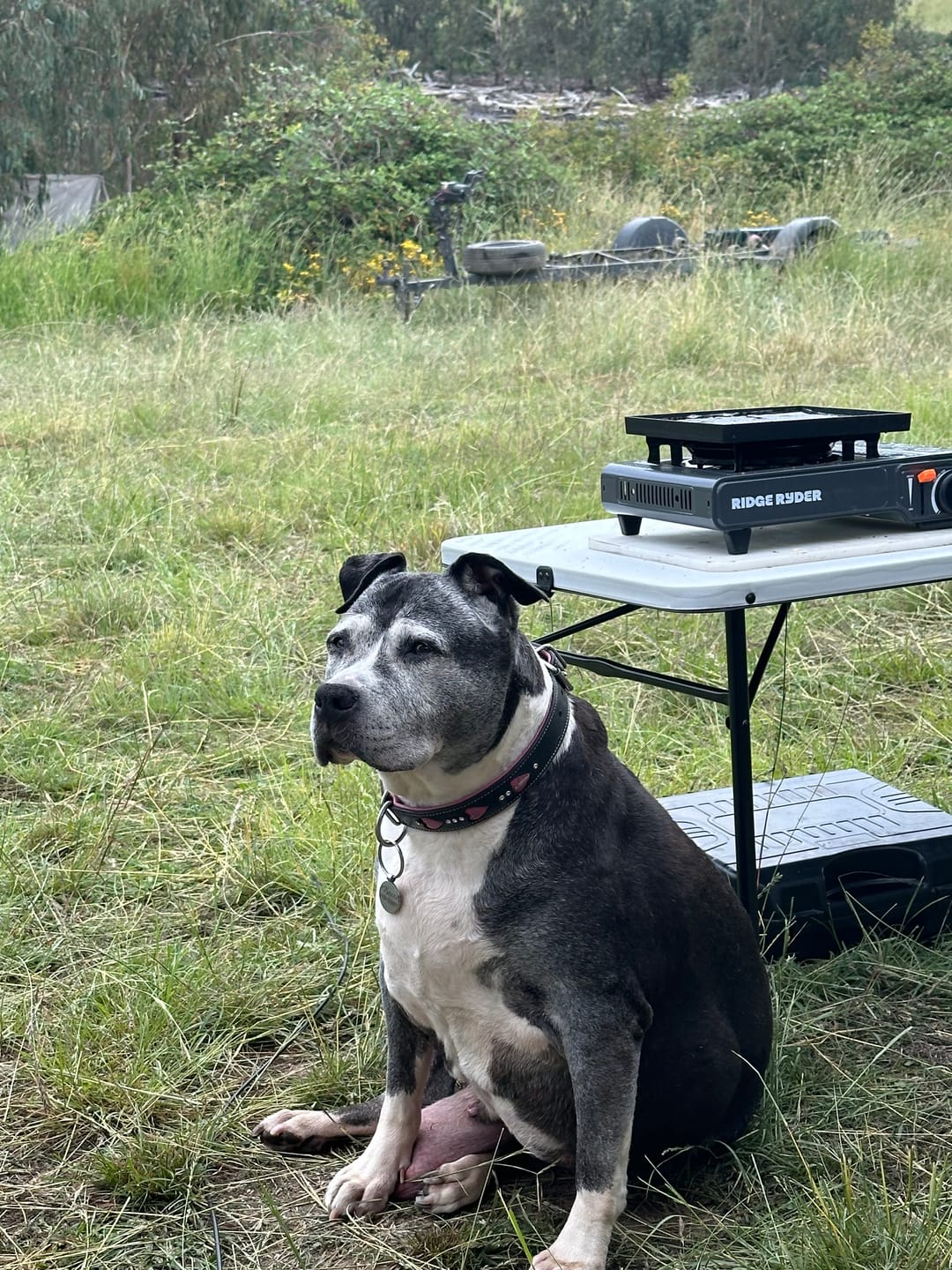 Customer photo review of Canine Joint Plus™️ 500g