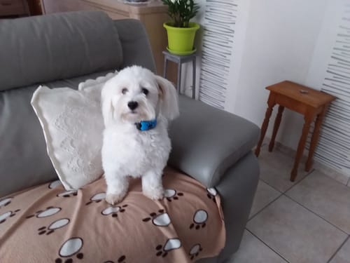Customer photo review of Collier Anti Aboiement PuppySafe