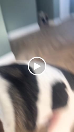 Customer video review of Collar - Winnie The Pooh