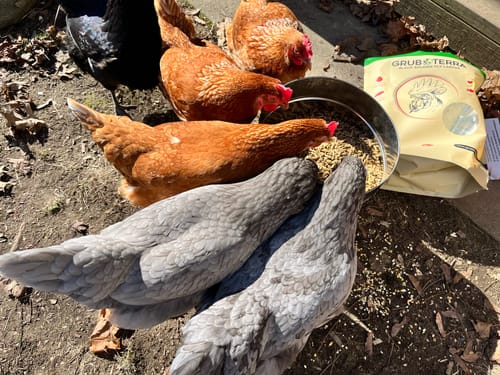 Customer photo review of GrubTerra Dried Larvae