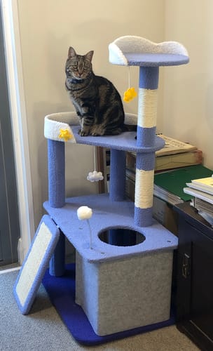 Customer photo review of PaWz Cat Tree Post Scratching Multi-Level - Blue