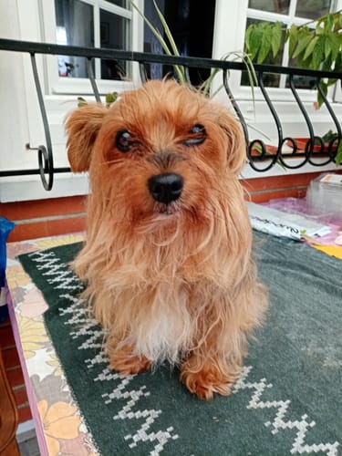 Customer photo review of Croquettes de volaille riches en ingrédients frais - Petite taille (chien adulte)