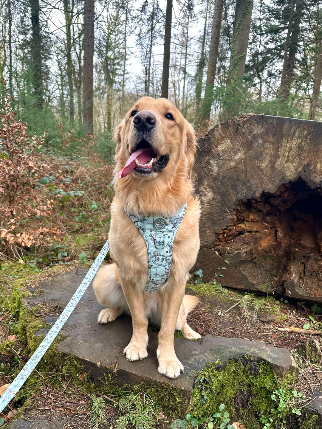 Customer photo review of Tough Trails™ Harness - 100 Aker Wood