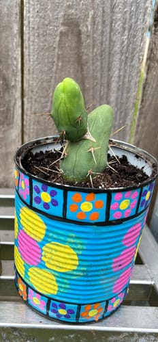Customer photo review of Penis Cactus | Short Form | Trichocereus bridgesii monstrose