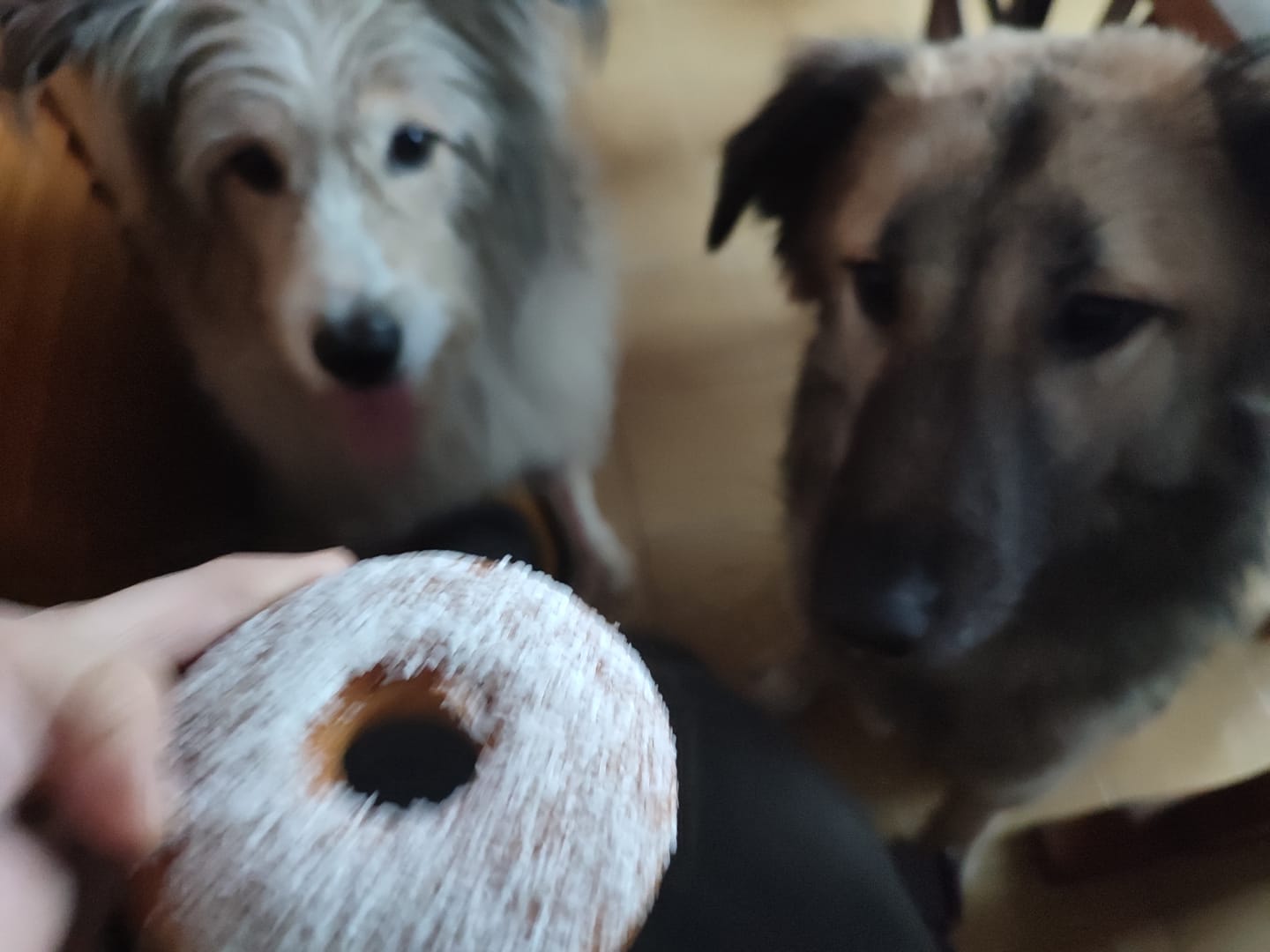 Customer photo review of Ciambelle per Cani | Confezione da 2 pezzi