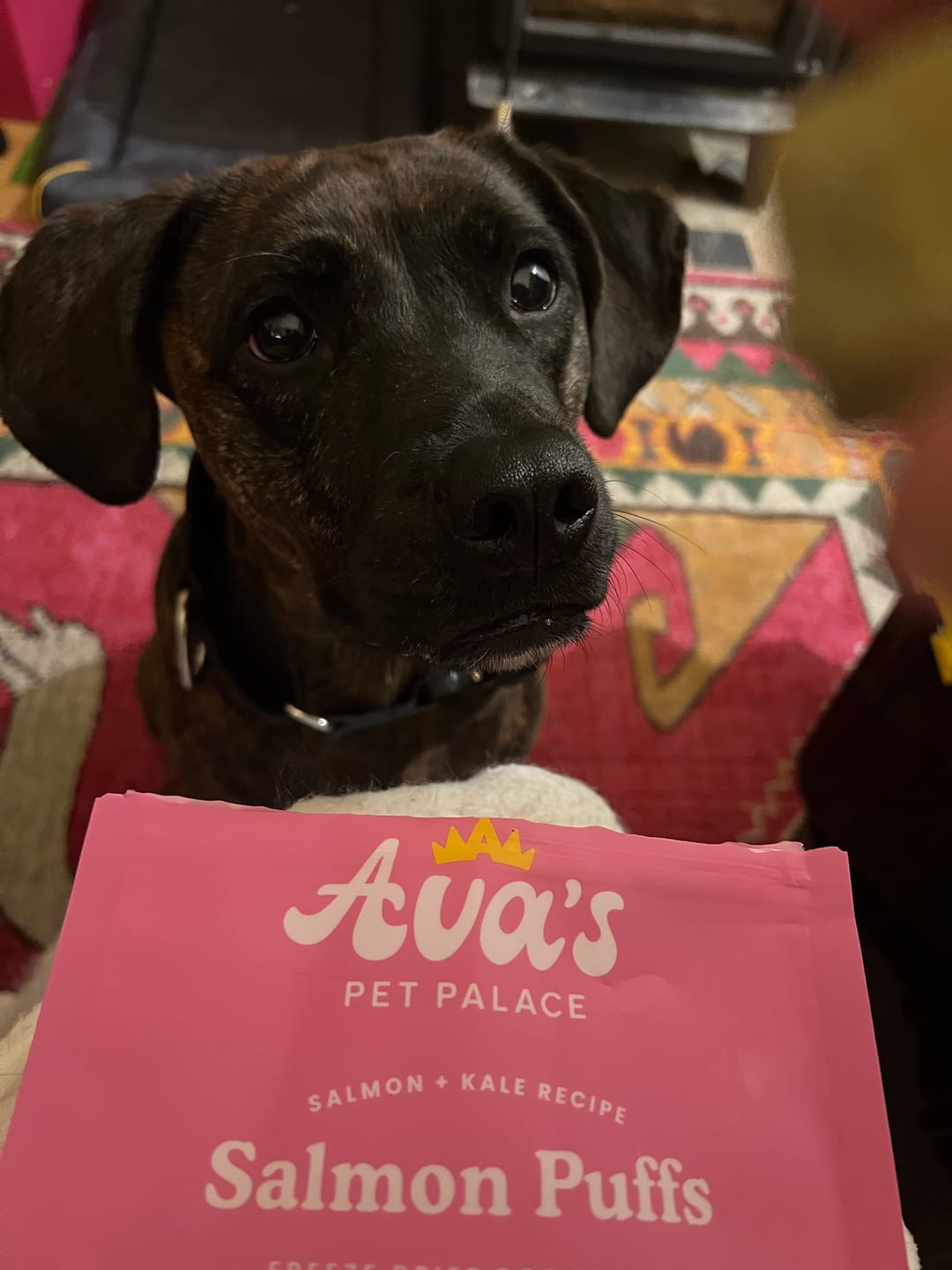 Customer photo review of Freeze Dried Dog Treats - Salmon Puffs
