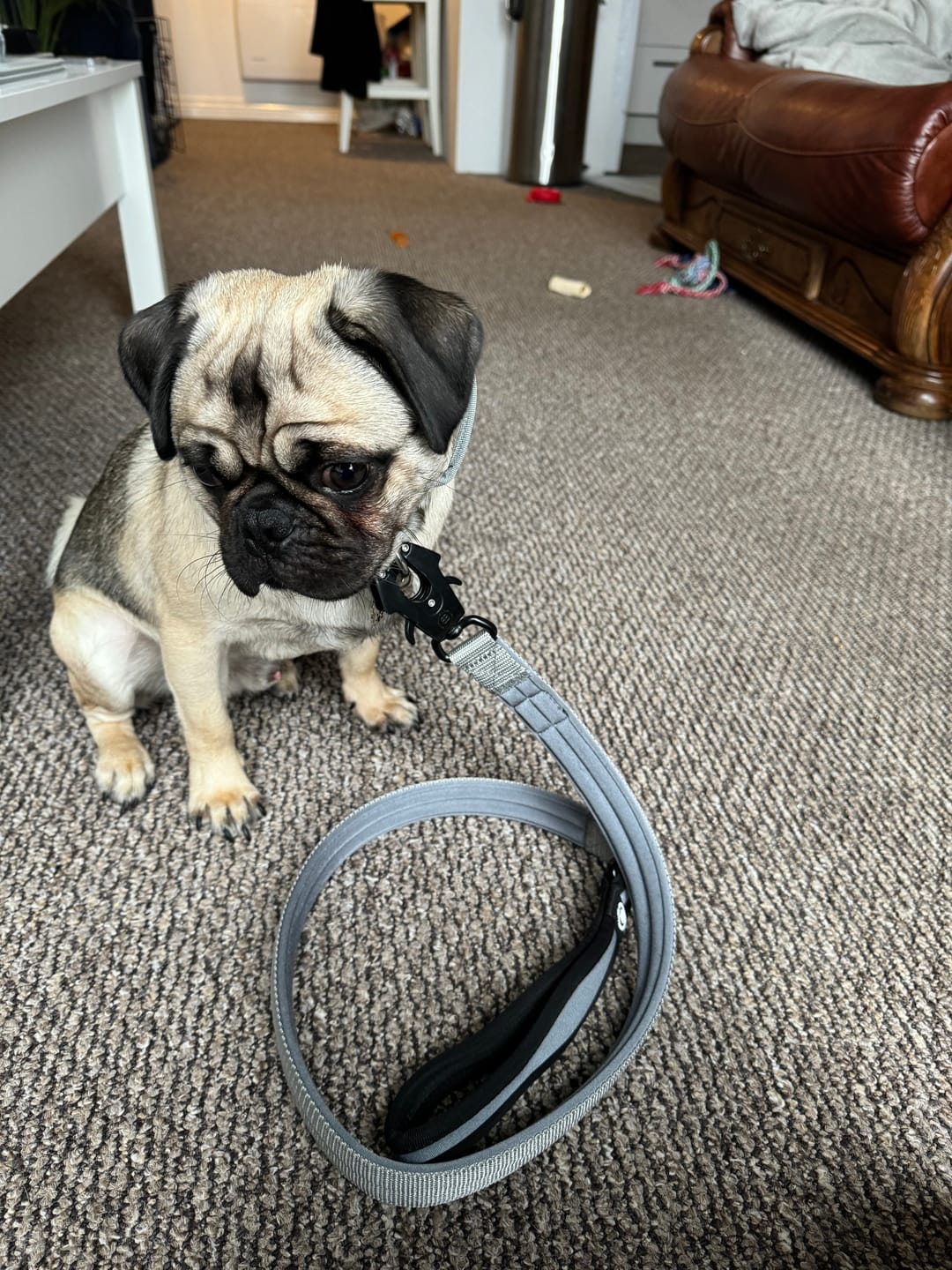 Customer photo review of 2.5cm Combat® Collar | With Handle & Rated Clip - Metal Grey v2.0
