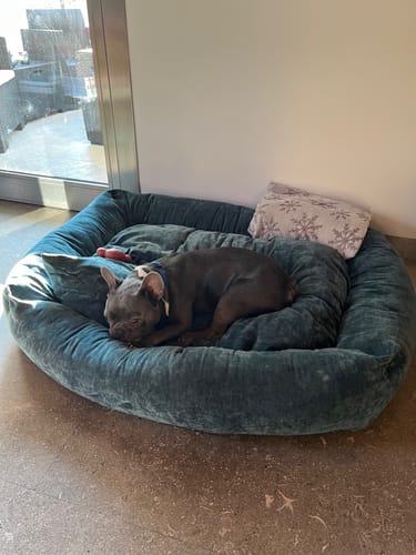 Customer photo review of Divanetto Velluto