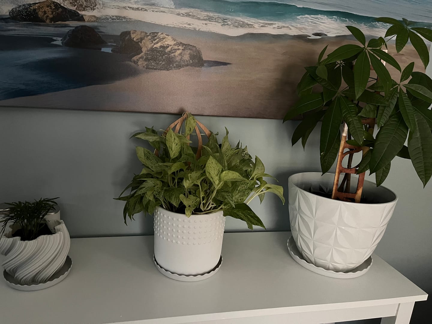 Customer photo review of Peptrella - Plant trellis inspired by watermelon peperomia