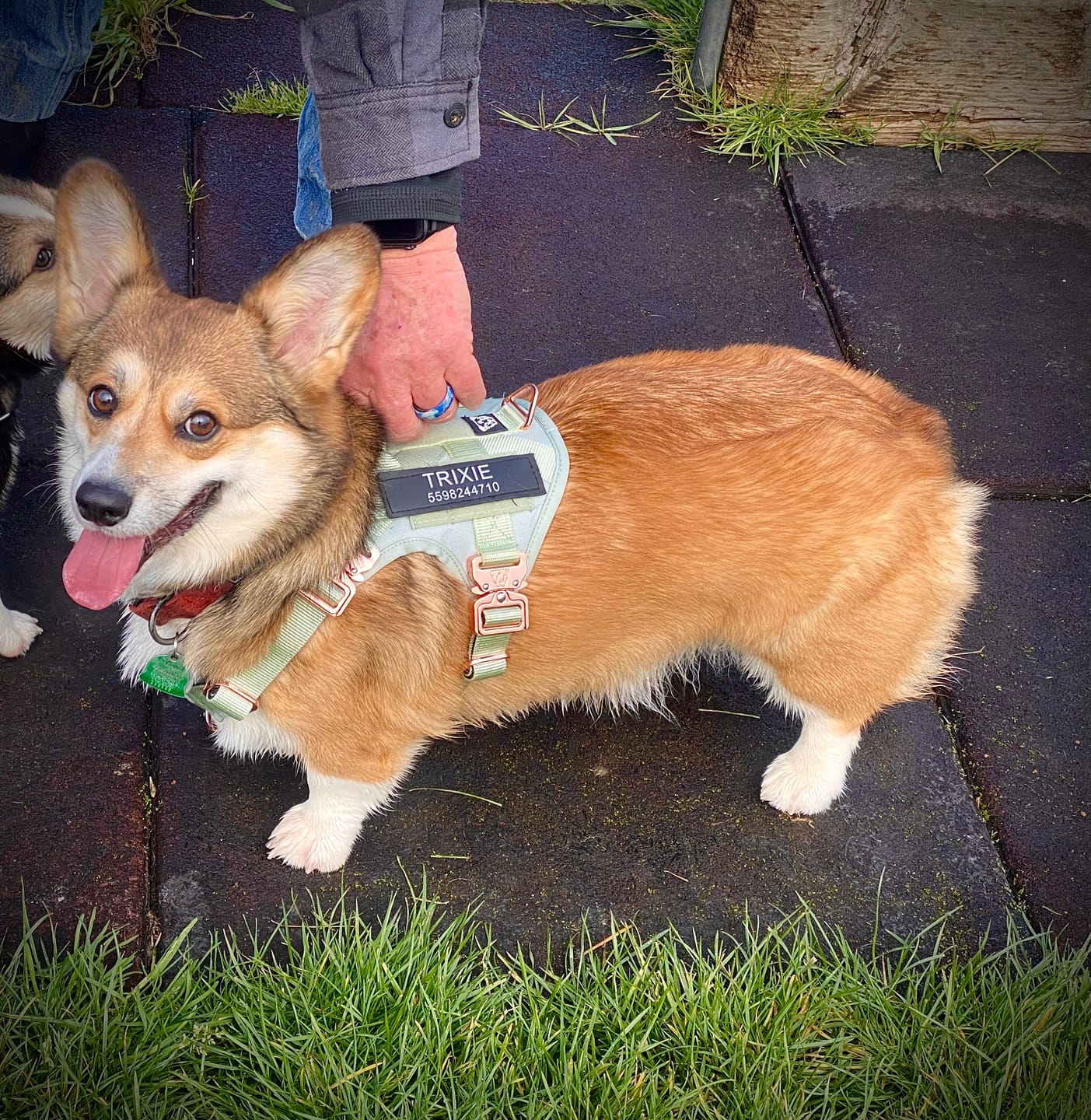 Customer photo review of HNTR 3.0 Dog Harness - Honeydew