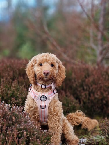 Customer photo review of Tough Trails™ Harness - Essentials - Peach