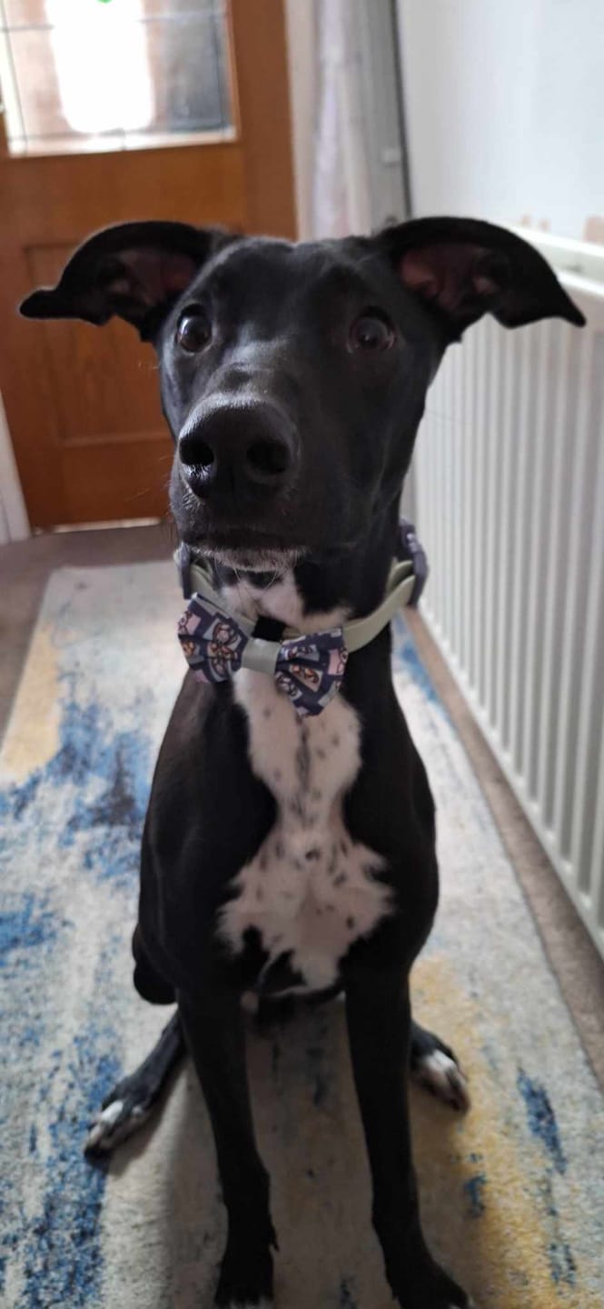 Customer photo review of Waterproof Collar - Winnie + Friends