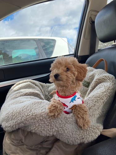 Customer photo review of Fur case for dog car seat