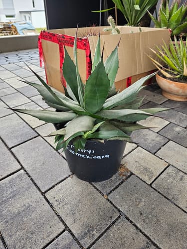 Customer photo review of Agave Parryi var. neomexicana / 30-40 cm ∅