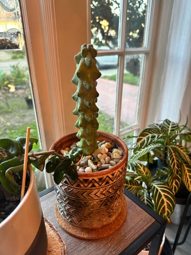 Customer photo review of Boobie Cactus | Myrtillocactus geometrizans Fukurokuryuzinboku