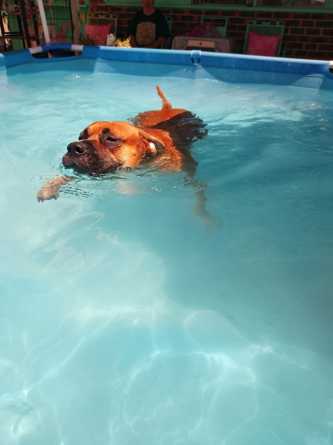 Customer photo review of PaWz Indoor Dog Steps for Bed