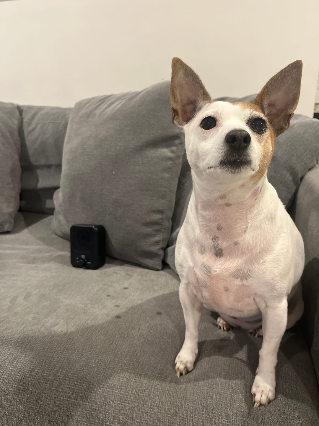 Customer photo review of Dog Bark Silencer