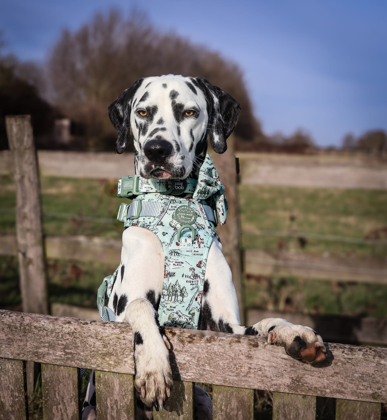 Customer photo review of Collar - 100 Aker Wood
