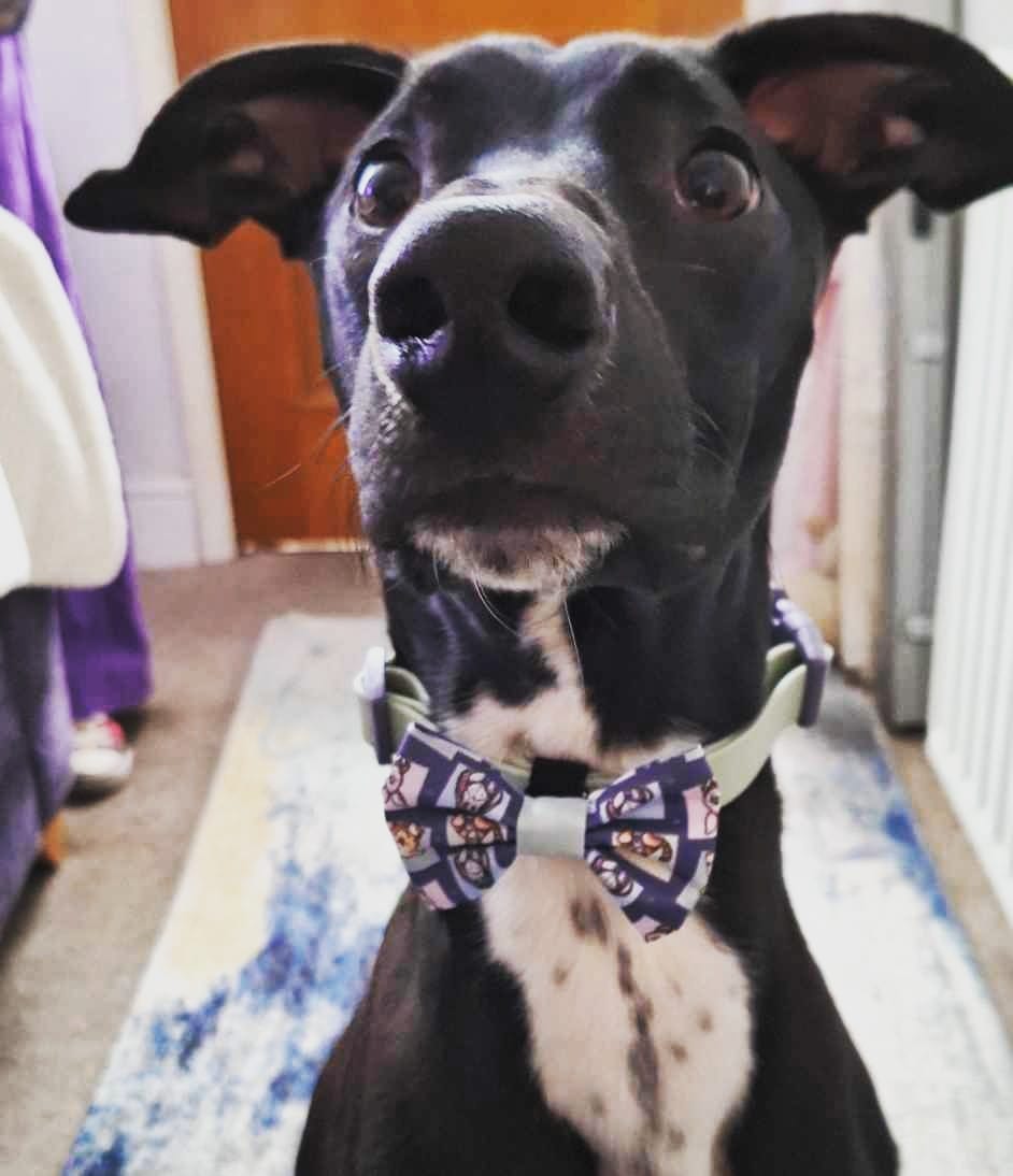 Customer photo review of Bow Tie - Winnie + Friends