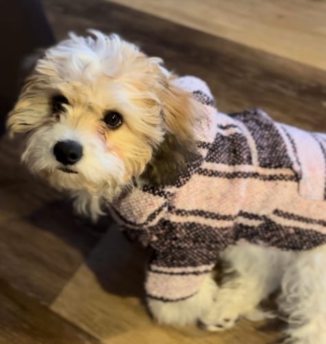 Customer photo review of Playa Poncho - Surprise Color