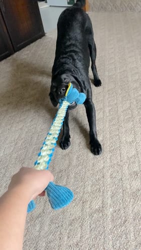 Customer photo review of Wibbleez - Stretch & Squeak