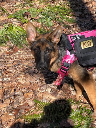 Customer photo review of Classic Heavy-Duty Tactical No-Pull Team K9™ Dog Harness With Front & Back D-Rings, Quick-Release Metal-Buckles, Hook & Loop Panels, & Top Handle