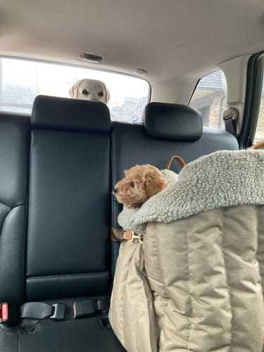Customer photo review of Car seat for dogs beige