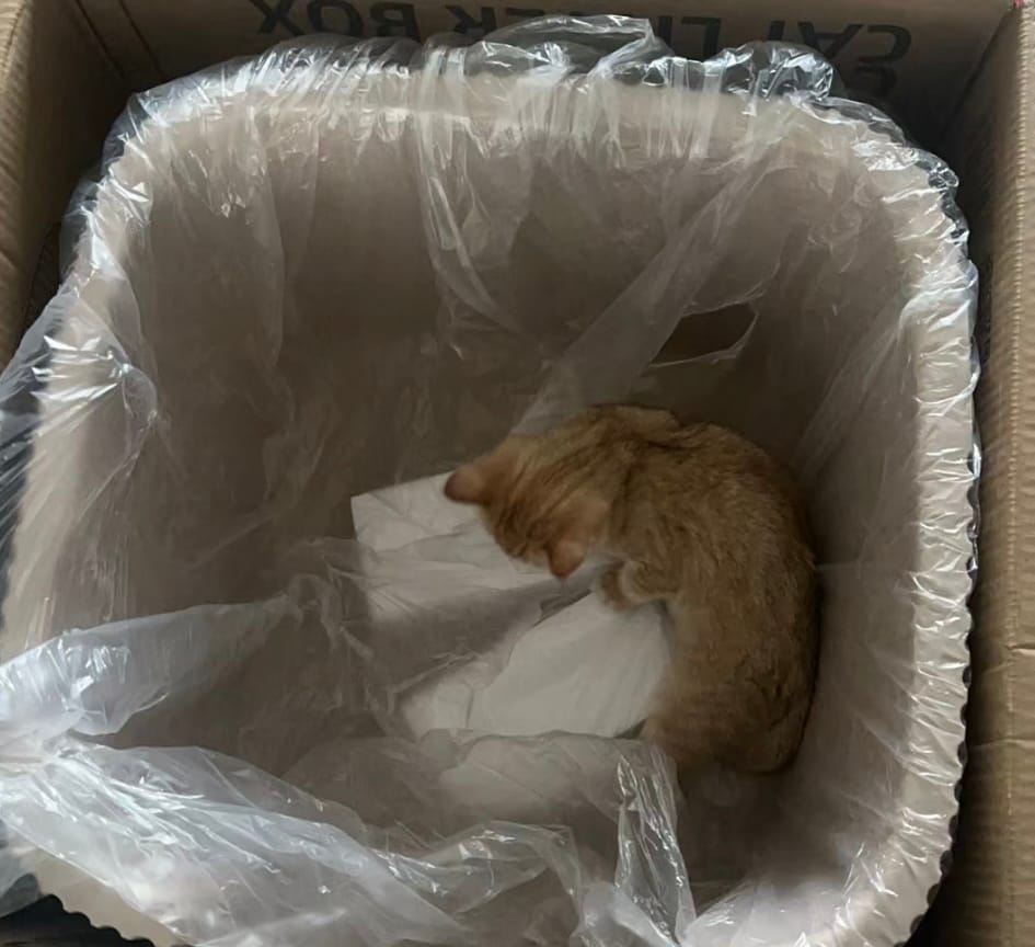Customer photo review of Michu XXL Coral, BoBa & Sage Deluxe Cat Litter Box - Spacious Design