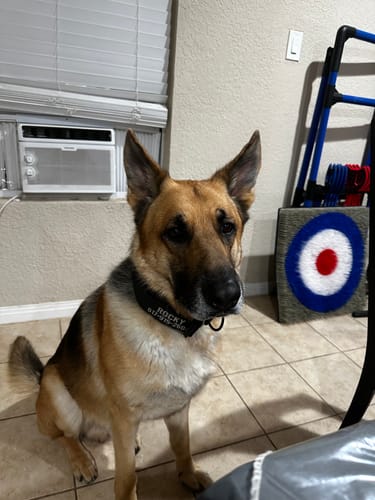 Customer photo review of Personalized Bully Proof Collar