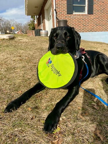 Customer photo review of Spunky Soft Disc