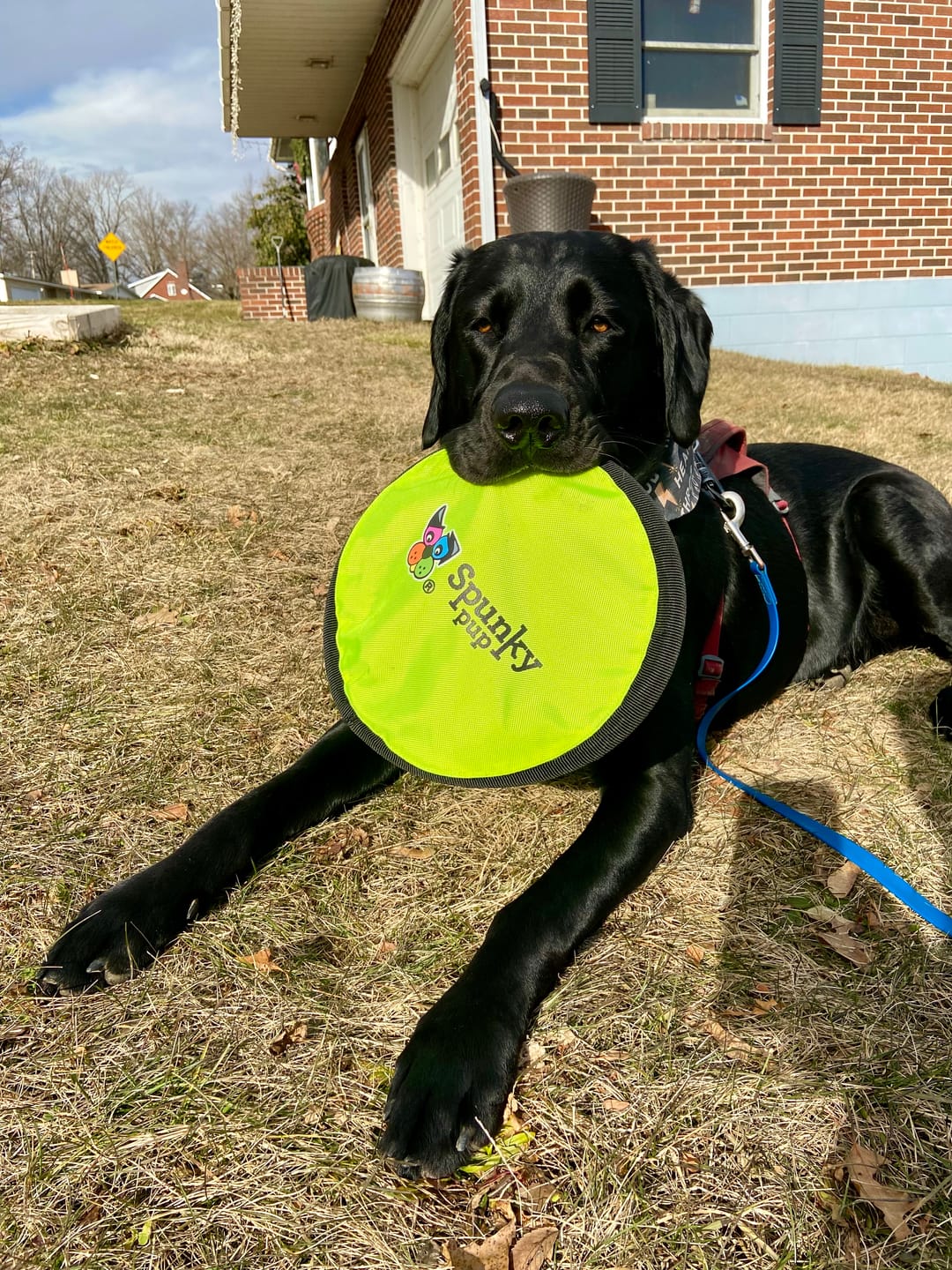 Customer photo review of Spunky Soft Disc