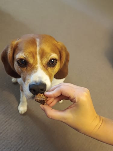 Customer photo review of Premium Aussie Beef Liver