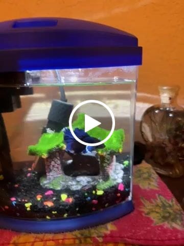 Customer video review of Super Blue Halfmoon Male Betta Fish