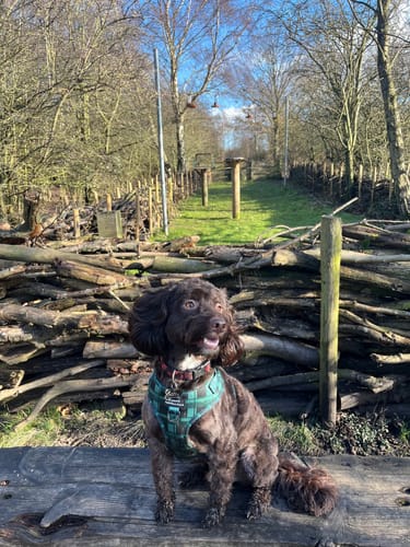 Customer photo review of Adjustable Harness - Lumberjack