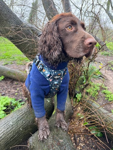 Customer photo review of Tough Trails™ Harness -  Winnie + Friends
