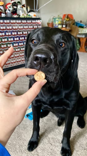 Customer photo review of Snack Packs Treats