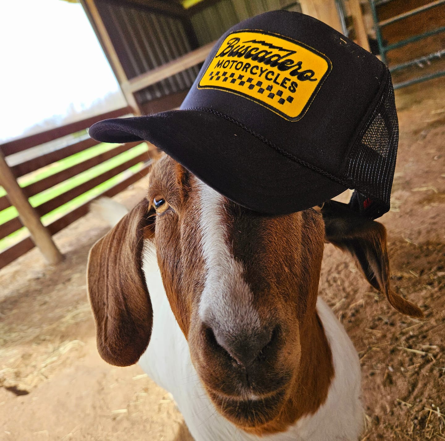 Customer photo review of 'Banner’ High Profile Foam Trucker Hat - Black