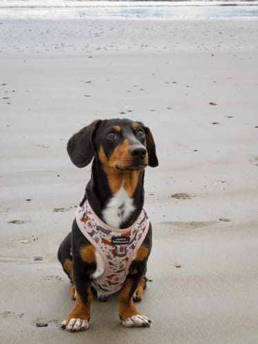 Customer photo review of Adjustable Harness – Coffee Beans + Little Weens - Sale