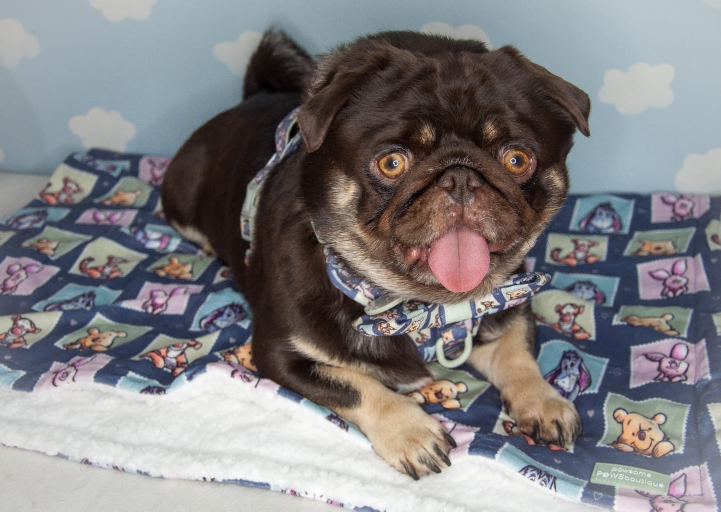Customer photo review of Collar/Lead Charm - Winnie + Friends