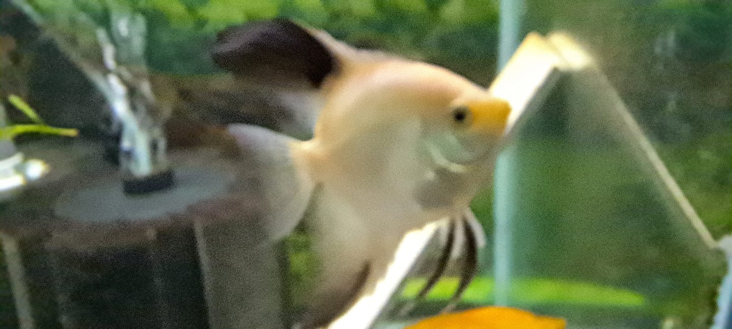 Customer photo review of Xtreme Nano and Fry Food