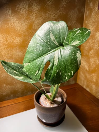 Customer photo review of Monstera Thai Constellation