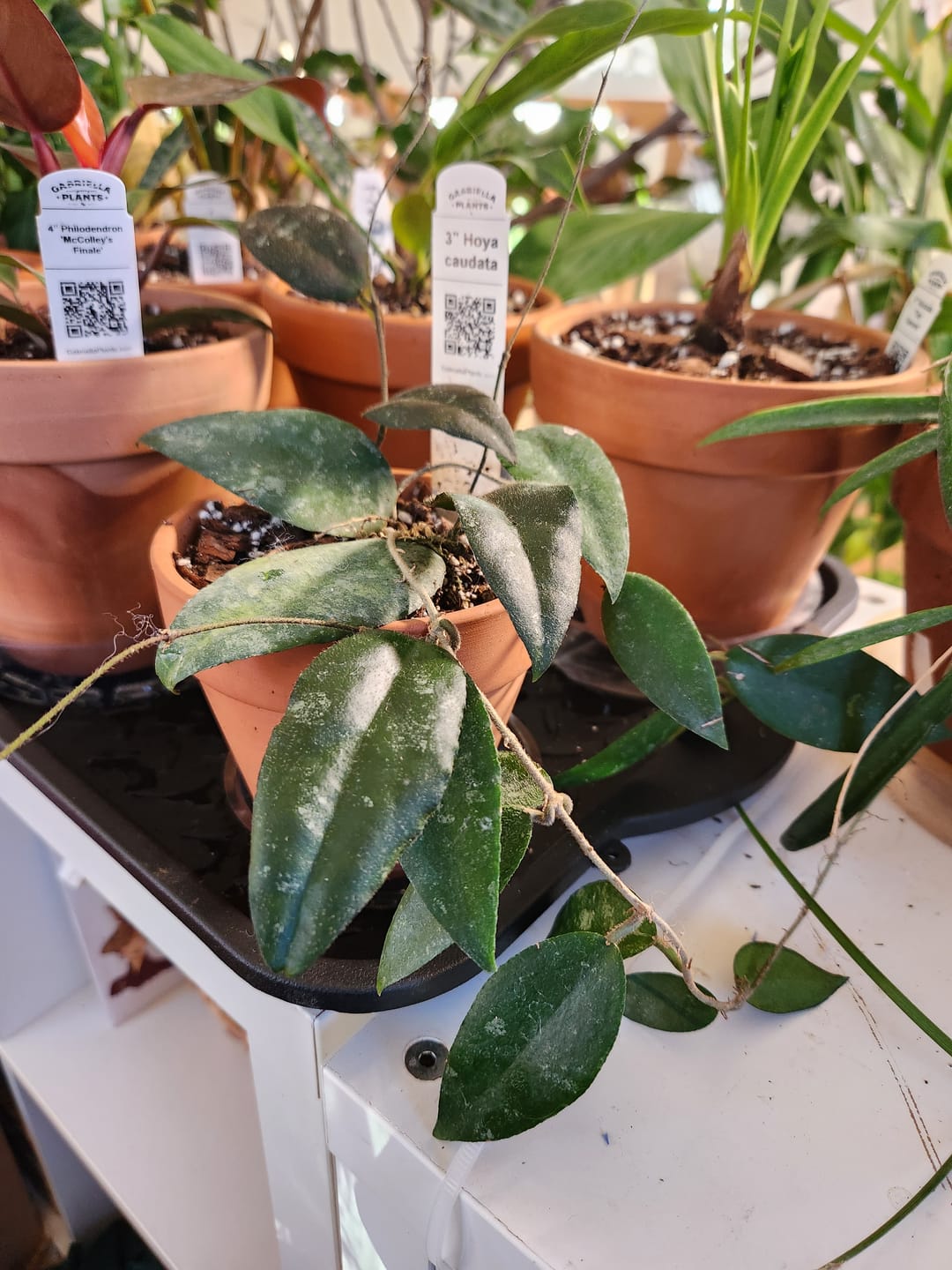 Customer photo review of Hoya caudata